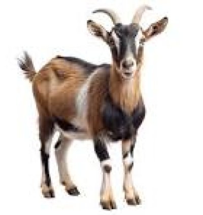 NEW BAKRA